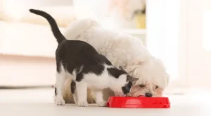 Pet Food